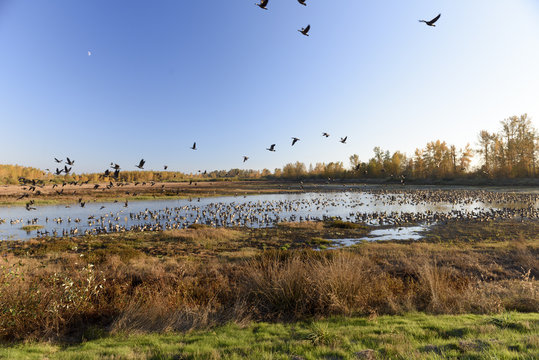 Large Flocks of Canadian Geese Resting and Staging During Their Annual Autumn Migration