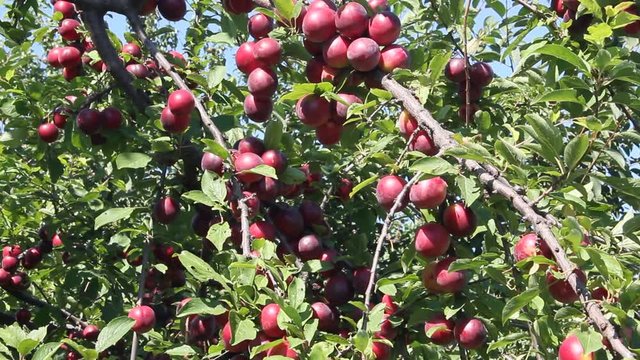 Large ripe plums on the branches