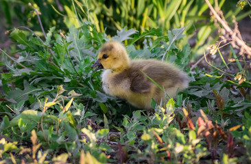 Baby goose