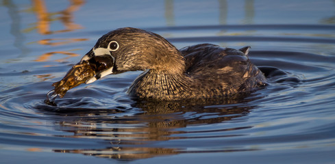 pied billed grebe eating