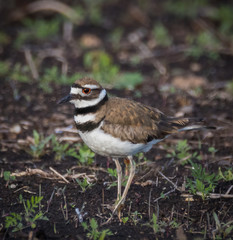 Killdeer 