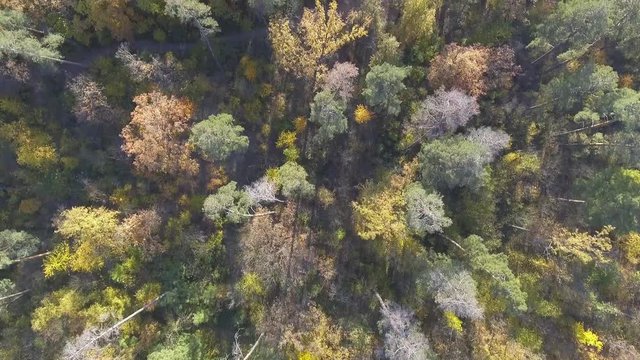 aerial view fall colors tree tops flying over autumn landscape