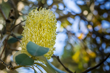 Yellow Australian Banksia flower on tree, closeup, soft background. Macro of native Australian plant, Banksia flower, low angle view, bokeh.