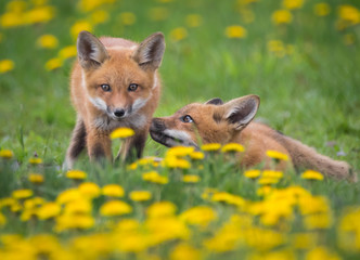 Foxes playing