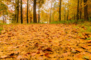 Deciduous forest in Autumn with leaves on the ground