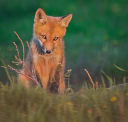 Fox sitting