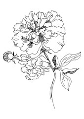 Peony on stem (flowers and bud). Vector illustration.