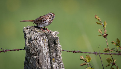 Song Sparrow
