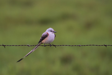 scissortail