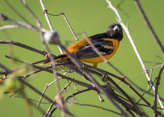 Baltimore Oriole