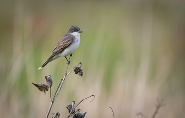 Eastern Kingbird