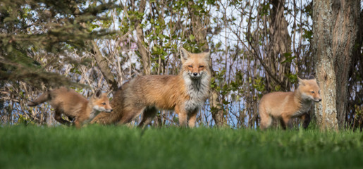 Fox family 