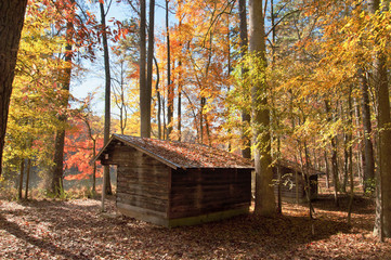 fall color in the woods