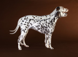 Couple of dalmatian dog