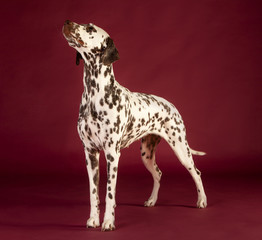 Dalmatian dog