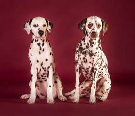Couple of dalmatian dog