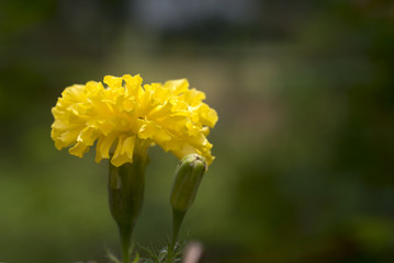 Marigold Yellow Flower field in the green garden