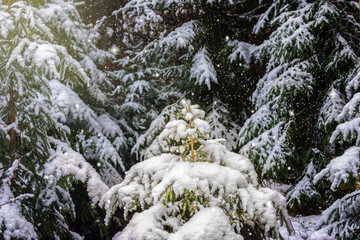 Fototapeta na wymiar little tree in the forest in the snow in winter