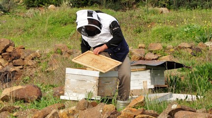 apiculture