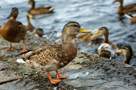 A flock of ducks sits on the quay near the water