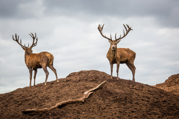 Portrait of majestic powerful adult red deer stag in Autumn Fall forest