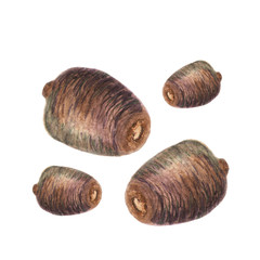 Small cones. Watercolor illustration in white