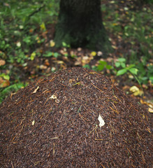 an anthill in the forest. summer