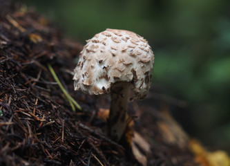 plate mushroom in the forest