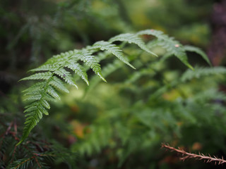 fern in the forest