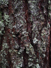 lichen on the bark of a tree