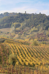 Naklejka premium The landscape of the hills of the Oltrepo Pavese, you can see the hills where it is produced the wine of high quality Italian