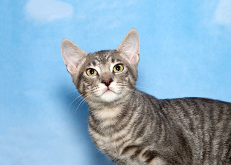 Gray and tan kitten looking up over viewer with pensive expression, blue background sky with clouds.