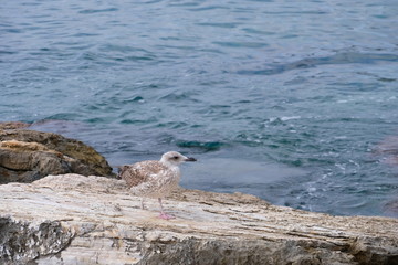 Sea gull relaxing on a rock