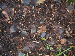 mushroom Ramaria in the forest