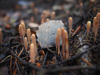 mushroom Ramaria in the forest