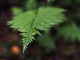 fern in the forest