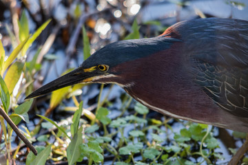 Green Heron Head Shot