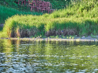 grass on the river bank. summer
