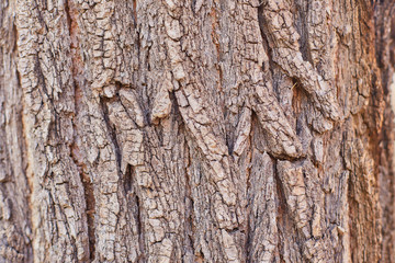 Old Wood Tree Texture Background Pattern