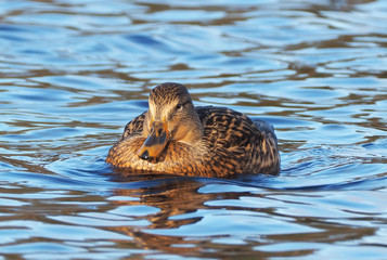 mallard on the lake