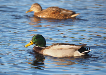 Obraz premium mallard on the lake