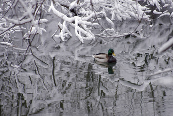 Winter landscape. Duck on the surface of the river among snow-covered trees.