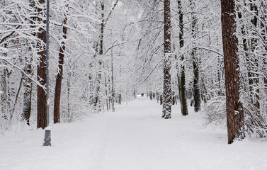Winter landscape. Coating of snow covered trees in winter Park.
