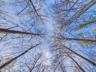 trees from the bottom up in the park