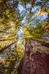 redwood