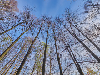 trees from the bottom up in the park
