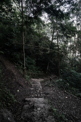 The Jungle Path