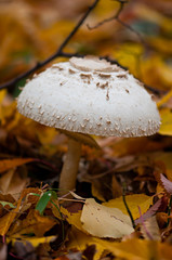 Wild mushroom in yellow autumn leaves.