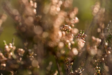 Erica Calluna vulgaris Detail