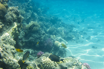 Fototapeta na wymiar Underwater landscape with corals and passing fish